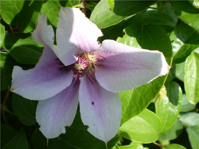 clematis